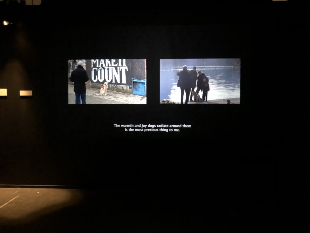 kuva Juulia Vanhatalon videoteoksesta, jossa hän on kuvannut koiria kaduilla. Ääninauha kertoo miksi jo koirien katseleminenkin tuottaa hänelle mielihyvää: koirat ilmaisevat aitoja tunteita. RAW-näyttely