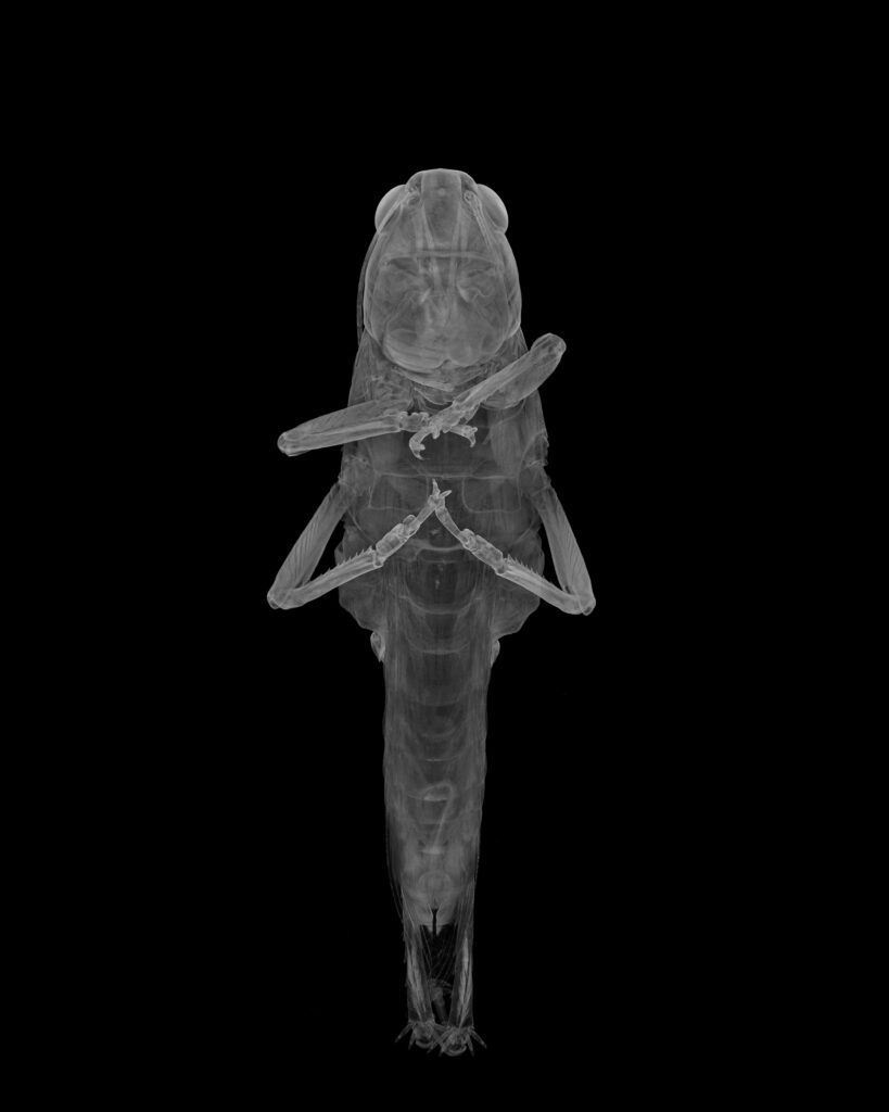 Yksityiskohta teoksesta Hulda & Lilli, 2023.Pigmenttivedos kalvolle, 80 x 100 cm, valolaatikko. Teos koostuu valokuvista, teksteistä ja videosta.