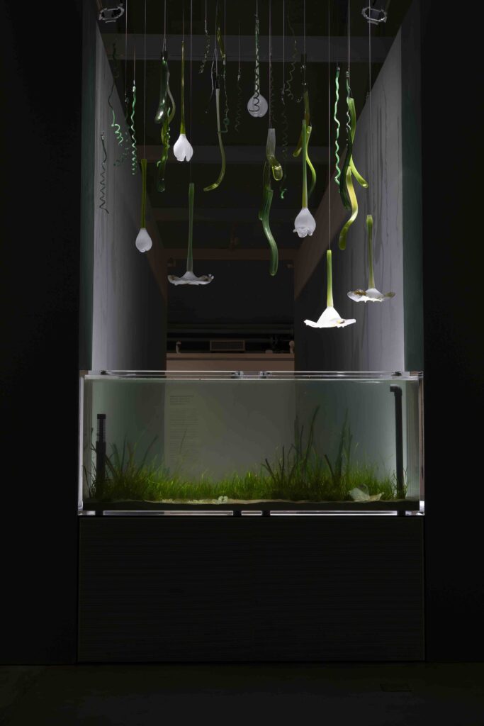 LOCUS / Tanja Thorjussen & Thale Blix Fastvold: Zostera Marinan kasvun laulu, 2025, yksityiskohta. Kuva: HAM / Helsinki Biennaali / Sonja Hyytiäinen